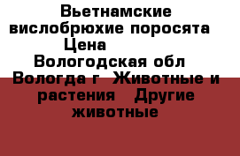 Вьетнамские вислобрюхие поросята › Цена ­ 2 000 - Вологодская обл., Вологда г. Животные и растения » Другие животные   . Вологодская обл.,Вологда г.